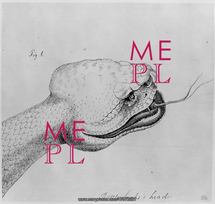 : Crotalus adamanteus, eastern diamondback rattlesnake : Crotalus adamanteus, eastern diamondback rattlesnake