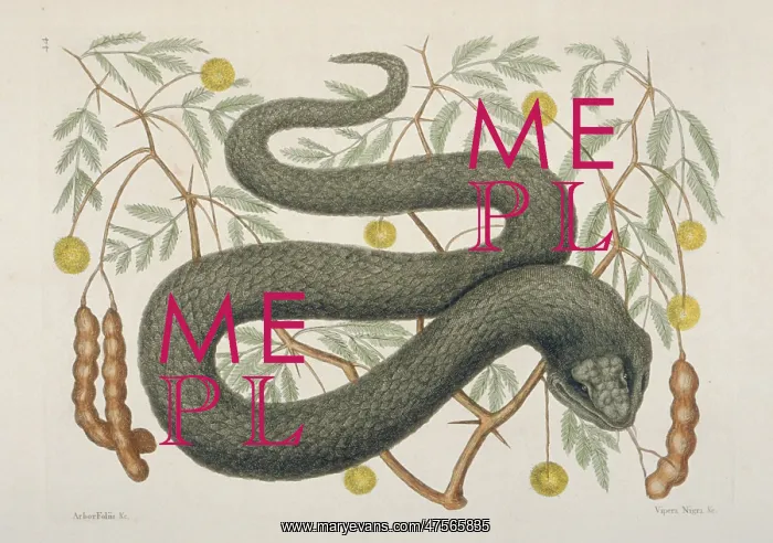 : Crotalus sp. black viper : Crotalus sp. black viper