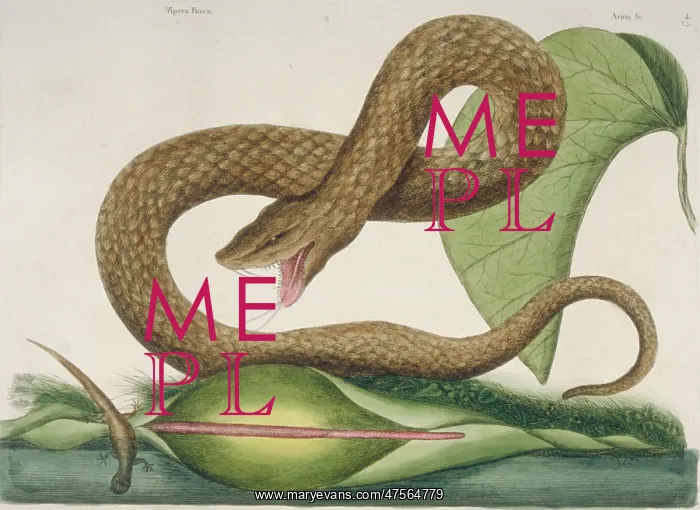 : Crotalus sp. brown viper : Crotalus sp. brown viper