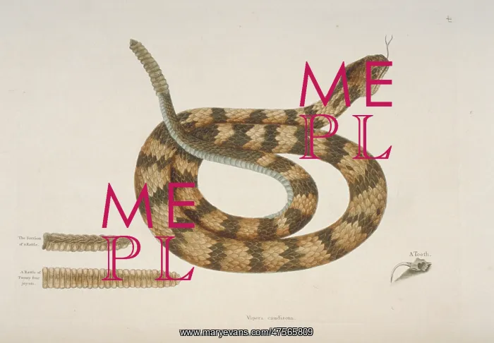 : Crotalus sp. rattlesnake : Crotalus sp. rattlesnake