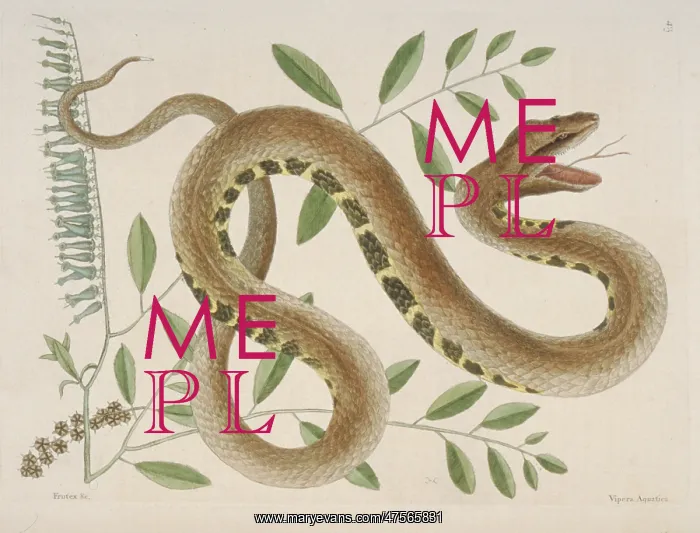 : Crotalus sp. water viper : Crotalus sp. water viper