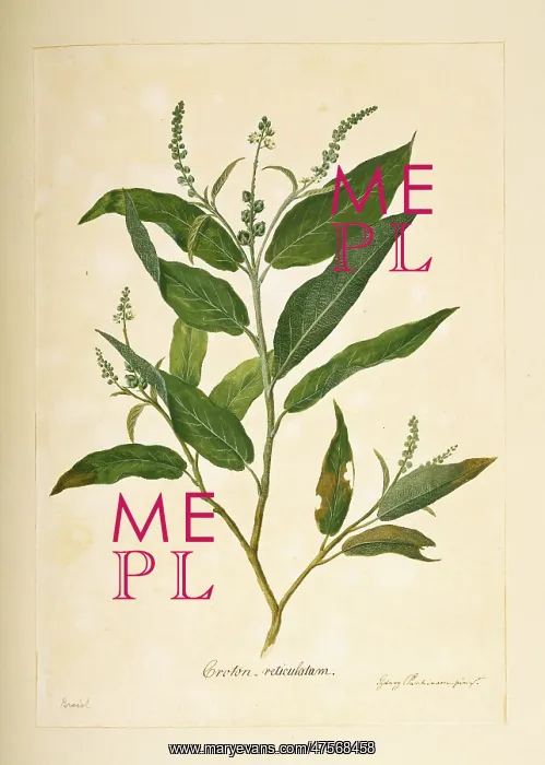 : Croton compressus : Croton compressus