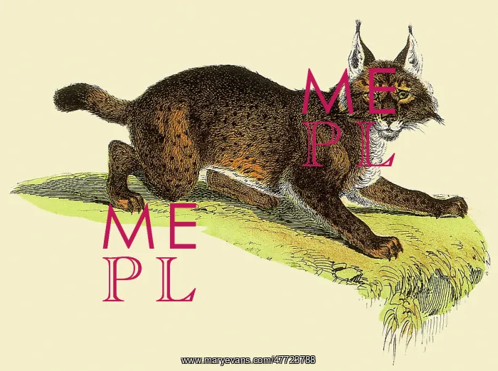  : Crouching LynX