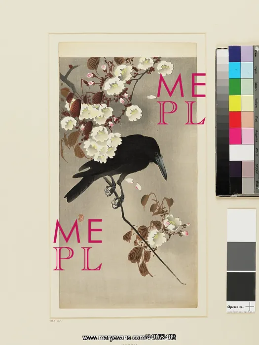 : Crow and blossom : Crow and blossom