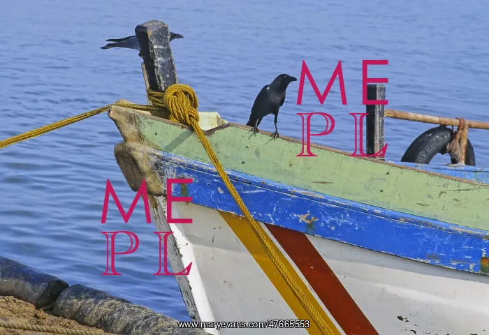 : Crow on boat, Sri Lanka : Crow on boat, Sri Lanka