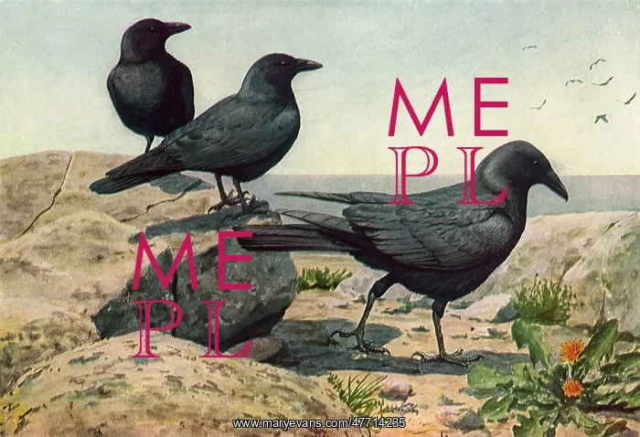  : Crow and Fish Crows