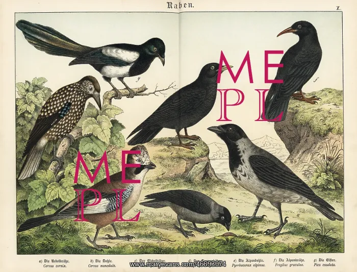 : Crow, jackdaw, jay, nutcracker, etc : Crow, jackdaw, jay, nutcracker, etc