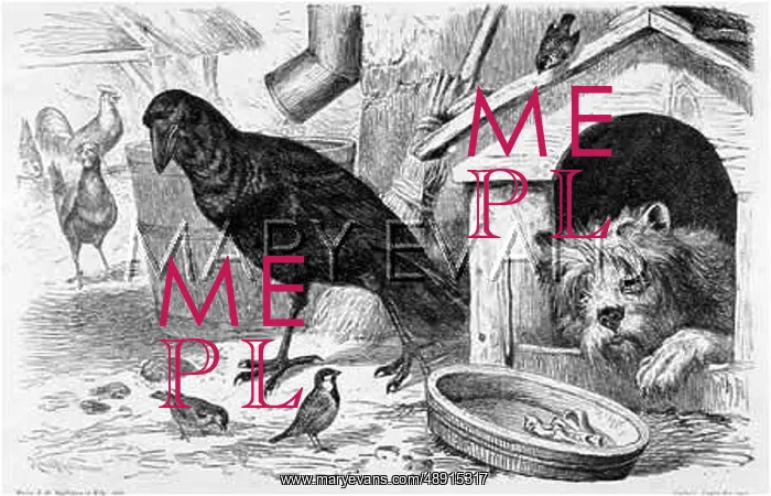  : CROW BESIDE KENNEL