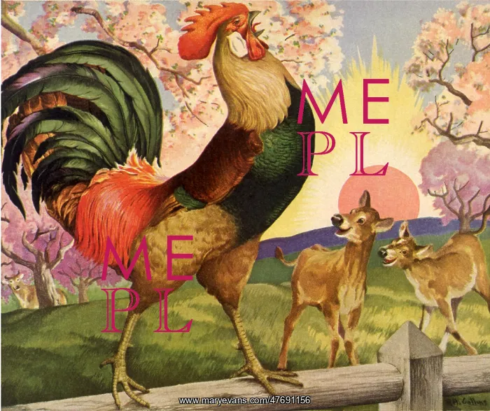  : Crowing Rooster