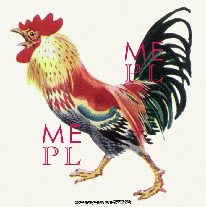  : Crowing Rooster