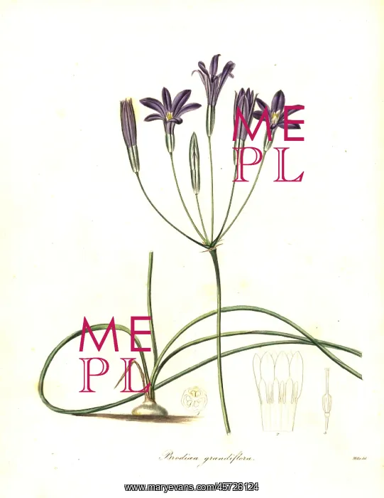 : Crown brodiaea, Brodiaea coronaria : Crown brodiaea, Brodiaea coronaria