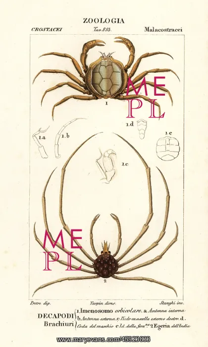 : Crown crab and Indian egera crab : Crown crab and Indian egera crab