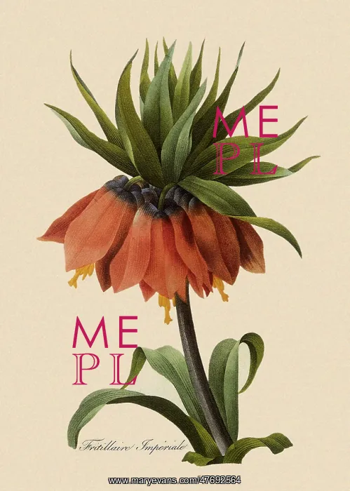 : Crown Imperial : Crown Imperial