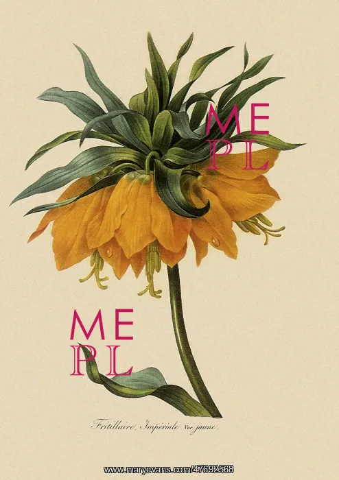 : Crown Imperial : Crown Imperial