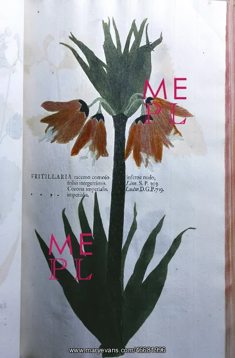 : Crown Imperial plant : Crown Imperial plant