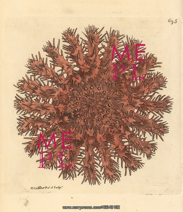 : Crown of thorns starfish, Acanthaster planci : Crown of thorns starfish, Acanthaster planci