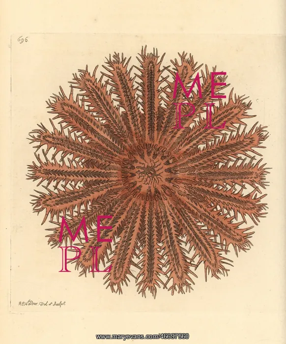 : Crown of thorns starfish, Acanthaster planci : Crown of thorns starfish, Acanthaster planci