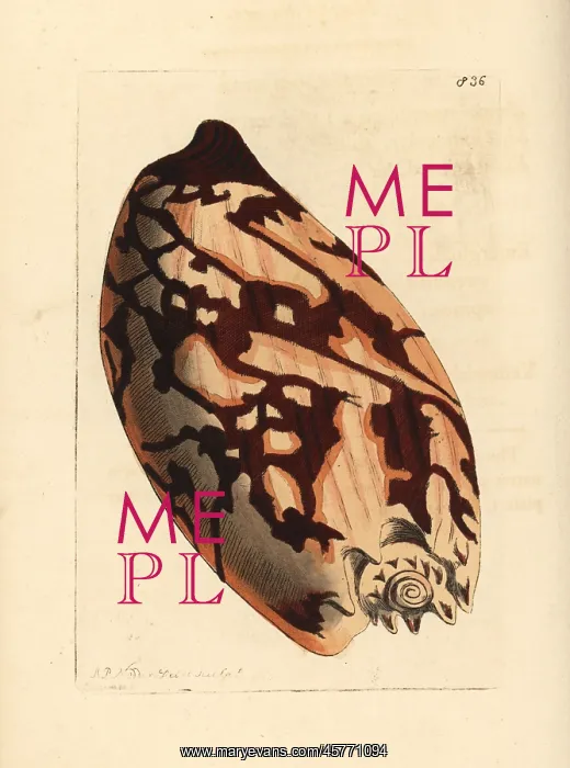 : Crowned baler shell, Melo aethiopicus : Crowned baler shell, Melo aethiopicus