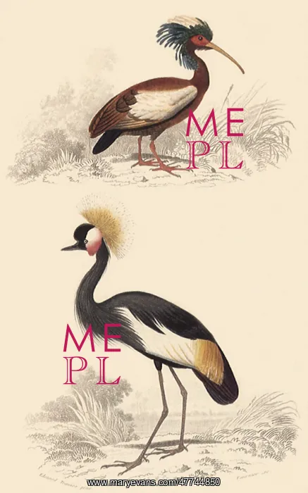 : Crowned Crane & Madagascar Crested Ibis : Crowned Crane & Madagascar Crested Ibis