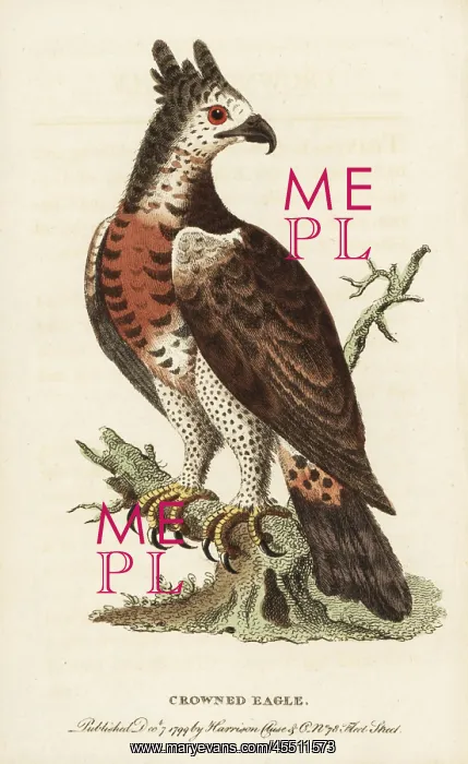 : Crowned eagle, Stephanoaetus coronatus : Crowned eagle, Stephanoaetus coronatus