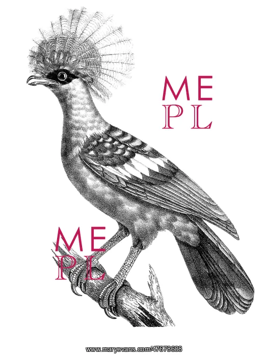 : Crowned Goura Pigeon : Crowned Goura Pigeon