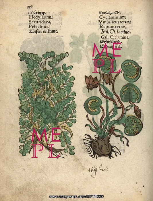 : Crownvetch, Securigera securidaca, and Greek : Crownvetch, Securigera securidaca, and Greek