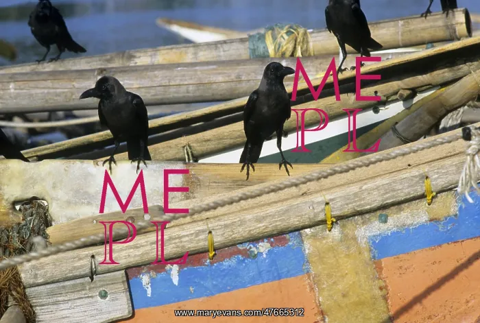  : Crows on boats, Sri Lanka