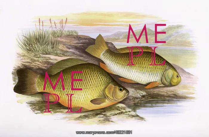 : Crucian Carp and Prussian Carp : Crucian Carp and Prussian Carp