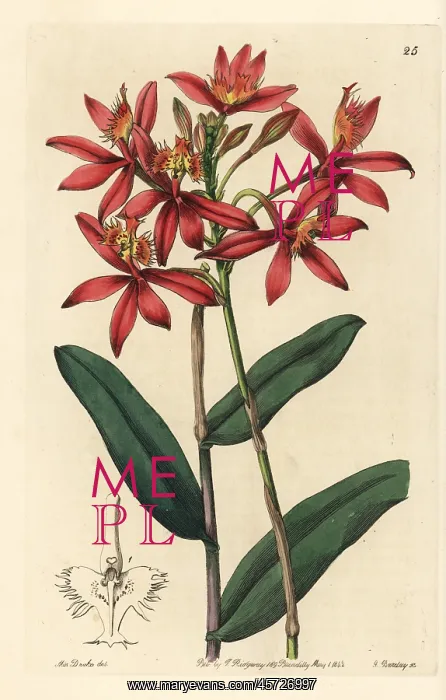 : Crucifix orchid, Epidendrum cinnabarinum : Crucifix orchid, Epidendrum cinnabarinum
