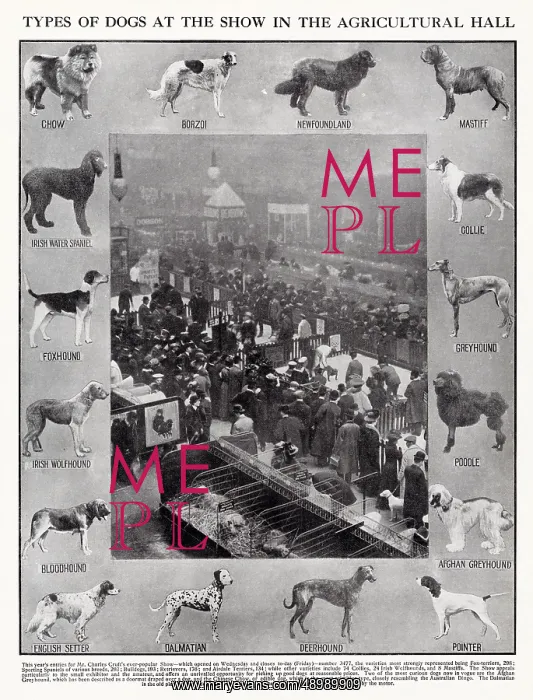 : Crufts show at the Agricultural Hall 1910 : Crufts show at the Agricultural Hall 1910