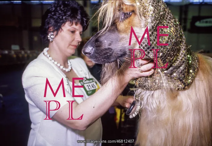 : Crufts Dog Show 1997 : Crufts Dog Show 1997