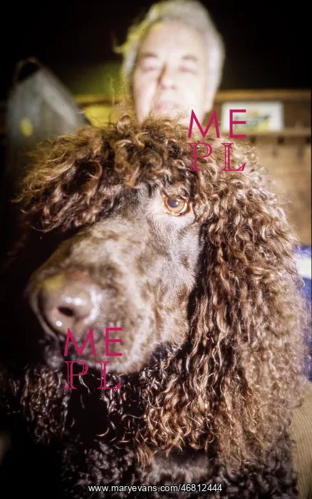  : Crufts Dog Show 1997