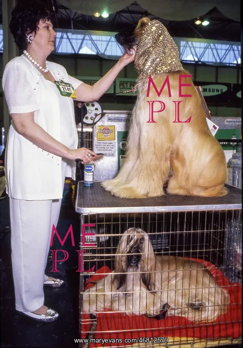 : Crufts Dog Show 1997 : Crufts Dog Show 1997