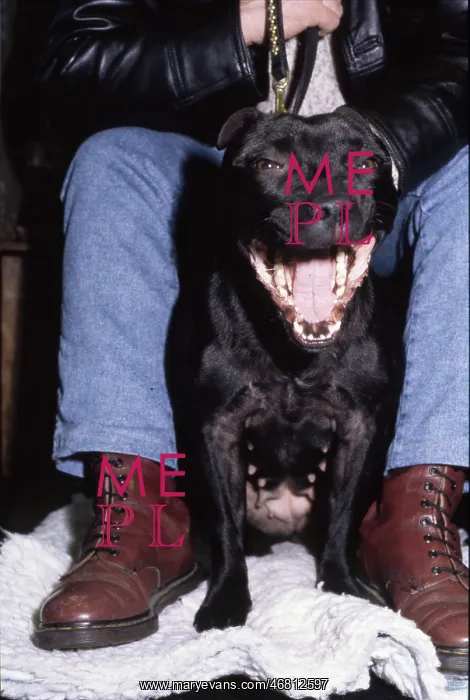  : Crufts Dog Show 1997