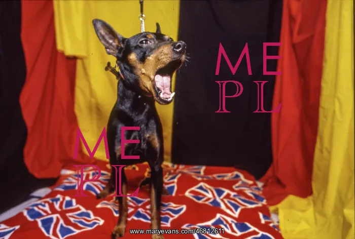  : Crufts Dog Show 1997