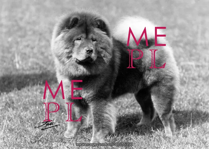 : CRUFTS DOG SHOW WINNER : CRUFTS DOG SHOW WINNER