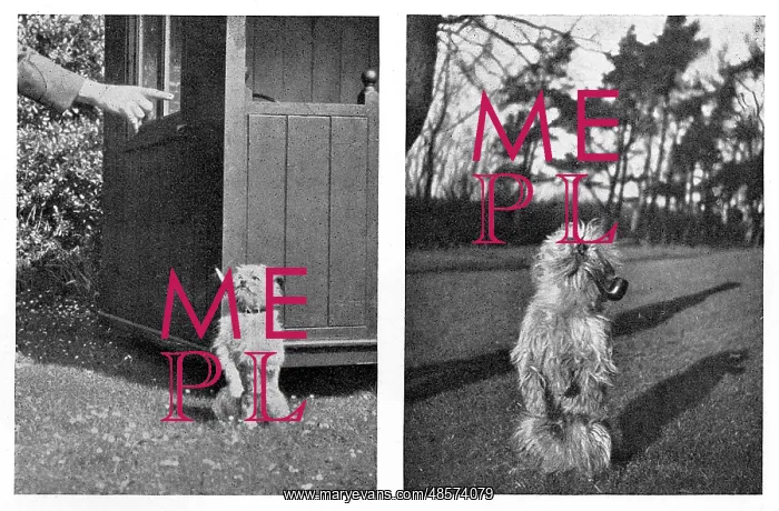 : Crump the griffon terrier, smoking a pipe and a cigarette : Crump the griffon terrier, smoking a pipe and a cigarette
