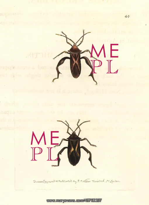 : Crusader bug, Mictis profana : Crusader bug, Mictis profana