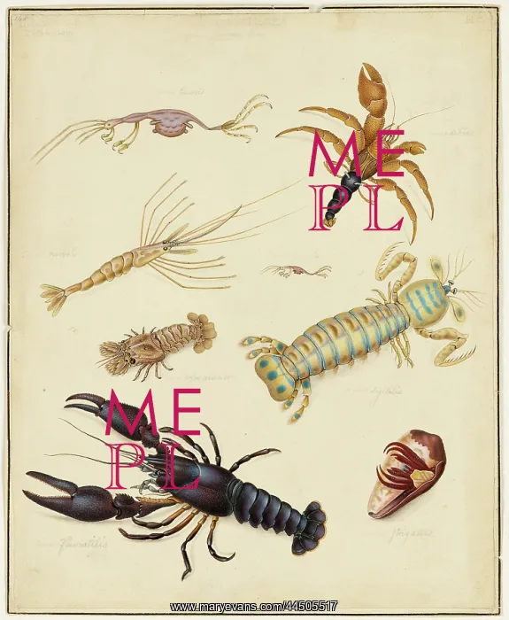 : Crustacea by Edward Donovan (1768 - 1837), artist : Crustacea by Edward Donovan (1768 - 1837), artist