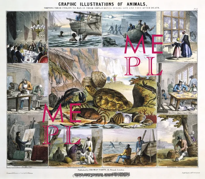 : Crustacea: Turtle soup; Pearl diving; Catching : Crustacea: Turtle soup; Pearl diving; Catching