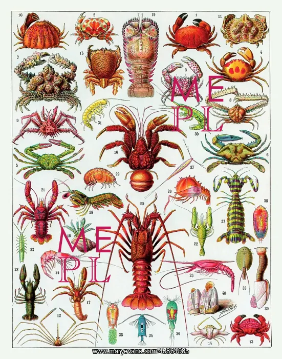 : Crustaces - crustaceans : Crustaces - crustaceans