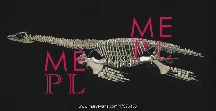 : Cryptoclidus eurymerus : Cryptoclidus eurymerus