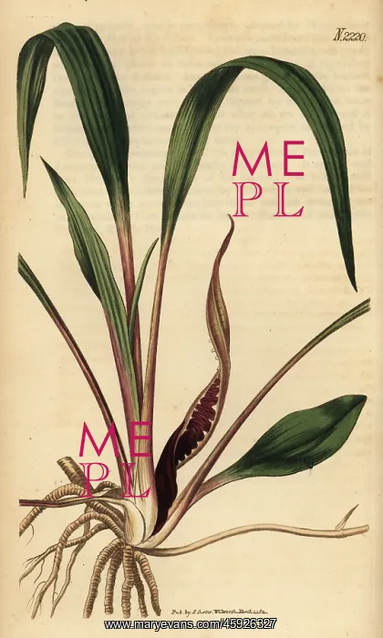 : Cryptocoryne spiralis (Arum spirale) : Cryptocoryne spiralis (Arum spirale)