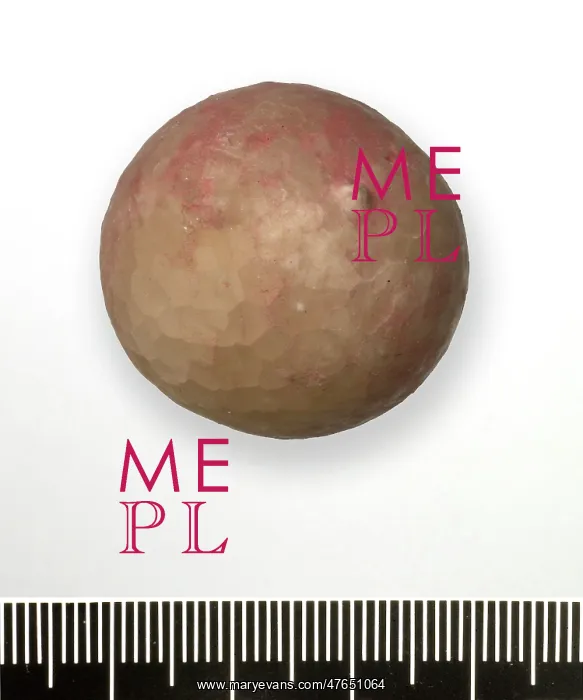 : Crystal apple - cystoid echinoderm : Crystal apple - cystoid echinoderm