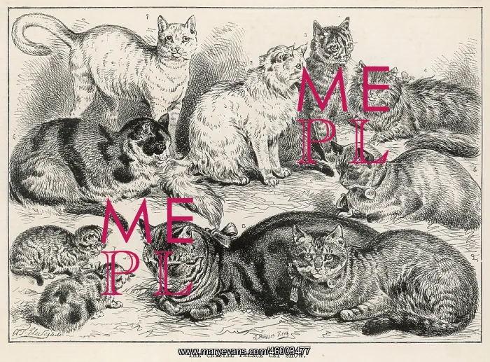 : Crystal Palace Cat Show, 1887 : Crystal Palace Cat Show, 1887