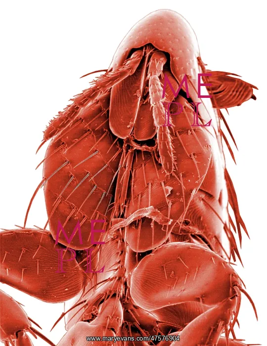 : Ctenocephalides canis, dog flea : Ctenocephalides canis, dog flea
