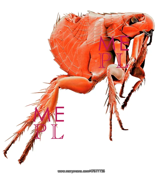 : Ctenocephalides canis, dog flea : Ctenocephalides canis, dog flea