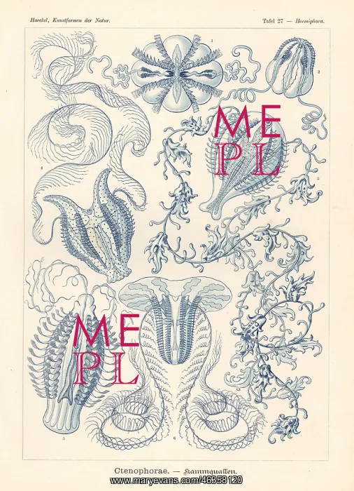 : Ctenophora or comb jellies : Ctenophora or comb jellies