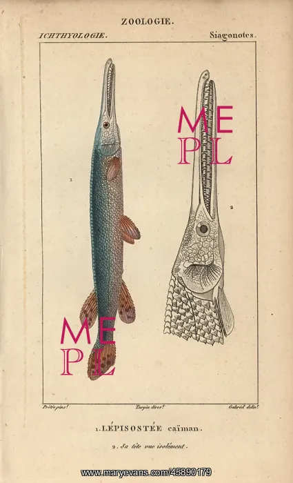 : Cuban gar, Atractosteus tristoechus : Cuban gar, Atractosteus tristoechus