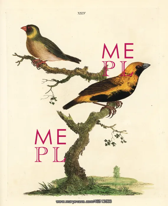 : Cuban grassquit, Tiaris canorus, and unknown : Cuban grassquit, Tiaris canorus, and unknown